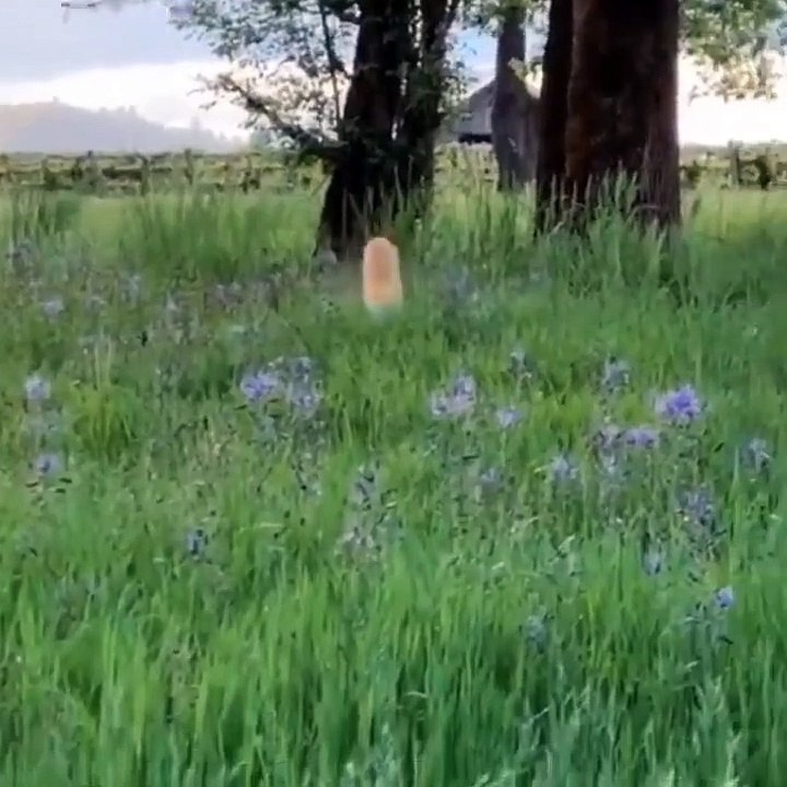 Baby Cats - Cute Cats - Adorable Cats - Funny Cats Compilations PART 13