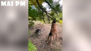 IMPOSSIBLE TO HOLD YOUR LAUGH  - Best FUNNY DOG Videos