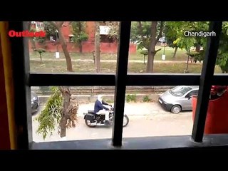 Another Leopard Spotted In Chandigarh, Police Ask Residents To Stay Indoors