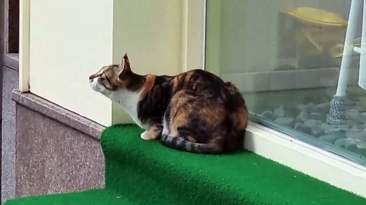 新たな猫