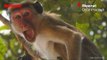 Monkey Snatches Samples Of Suspect Covid-19 Patients in Meerut, Triggers Panic