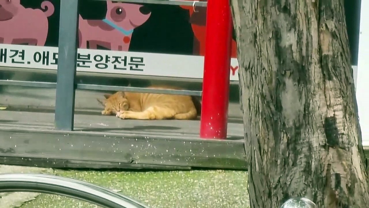 ペットショップ で寝る奴