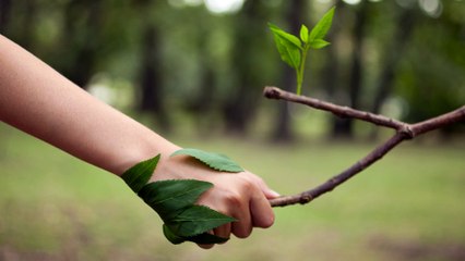 Cómo mantener en los niños la sensibilidad por la naturaleza)