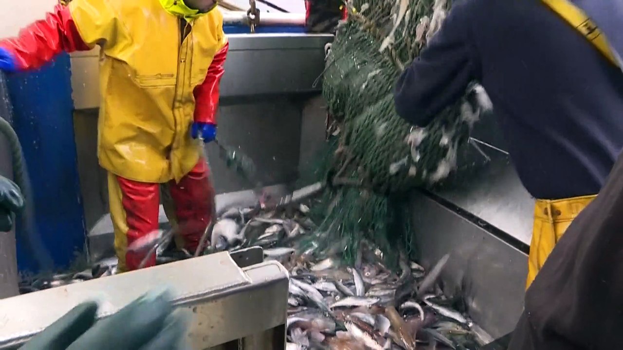 Fischerei: Zoff im Ärmelkanal