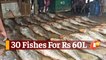 Bumper Catch As 30 Fishes Sold For Rs 60 Lakh