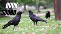 Rook Bird Voice Sound | Crow Call Sound Effect Loud | Kingdom Of Awais