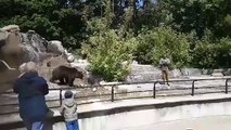 Un homme saoul entre dans l'enclos d'un ours dans un zoo