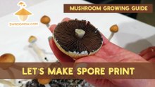 How to make a Spore Print | Mushroom growing guide