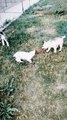 How about my Siberian Husky puppies herd | Herd of Husky puppies | cute husky puppies doing cute things | babby husky | baby husky puppies  | agouti husky