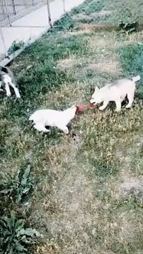 How about my Siberian Husky puppies herd | Herd of Husky puppies | cute husky puppies doing cute things | babby husky | baby husky puppies | agouti husky