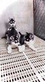 so cute husky puppies playing each other | cute pack of huskies | Siberian husky puppies doing cute things | amazing dog babies playing | cute puppies