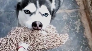 This is mine give me this | cute husky dog playing | cutest dogs ever