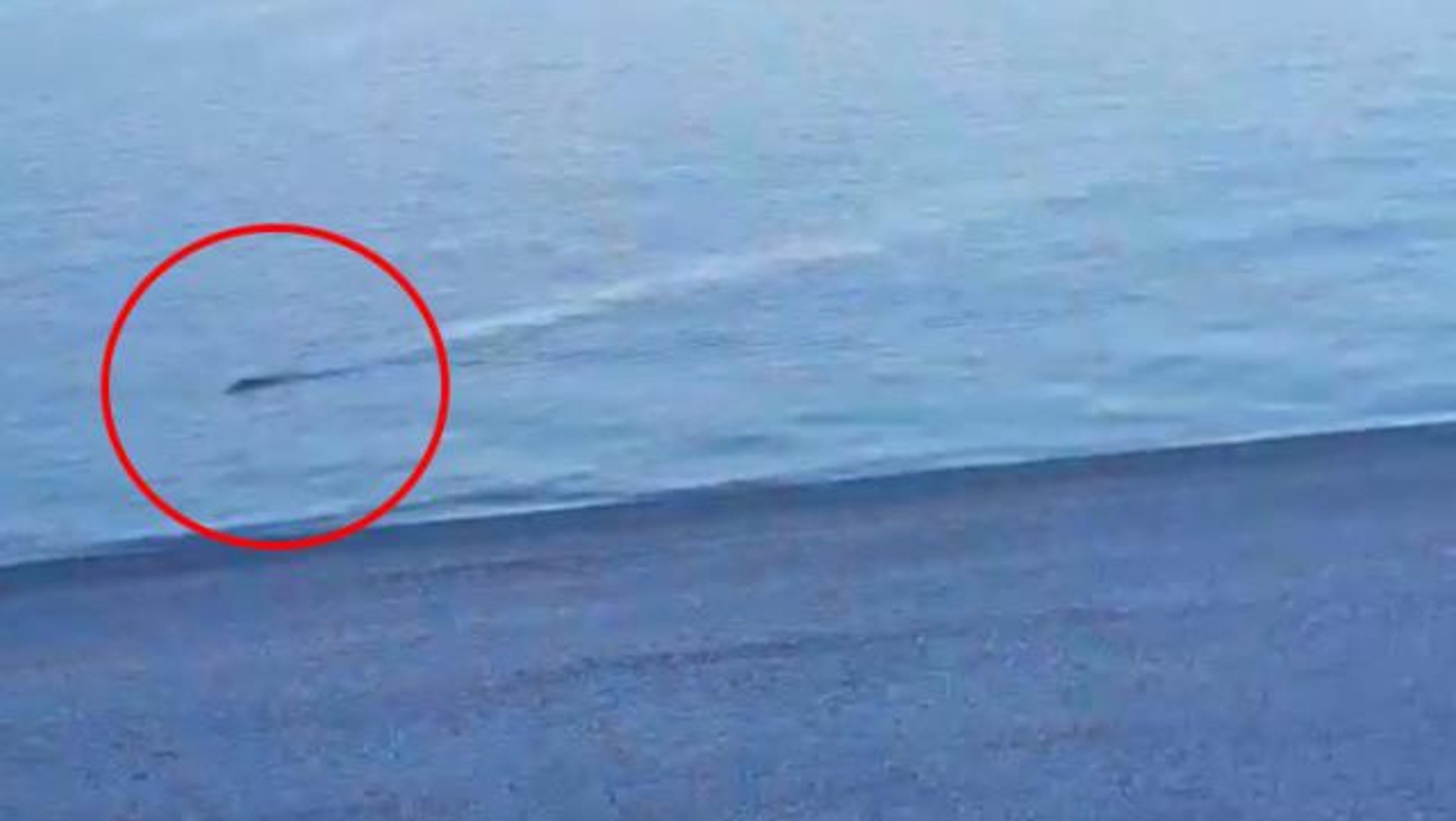 Van Gölü'nde yüzen canlıyı canavar sanan vatandaşlar gerçeği öğrenince  hayal kırıklığına uğradı - Dailymotion Video