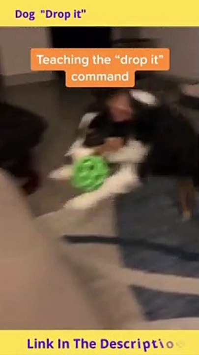 Dog "Drop it" Command Training | How to Teach a Dog to Drop it Command