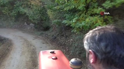 Simav'da bin 300 rakımda kestane hasadı