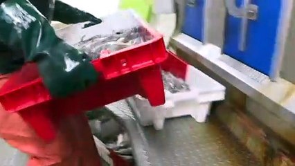 Pesca agita mar da discórdia no Canal da Mancha