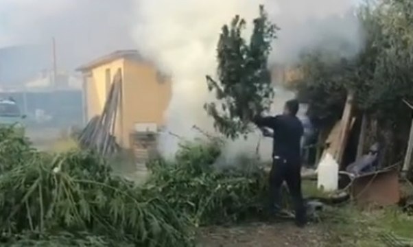 Lamezia Terme (CZ) - Distrutte 900 piante di marijuana coltivate illegalmente (28.10.21)