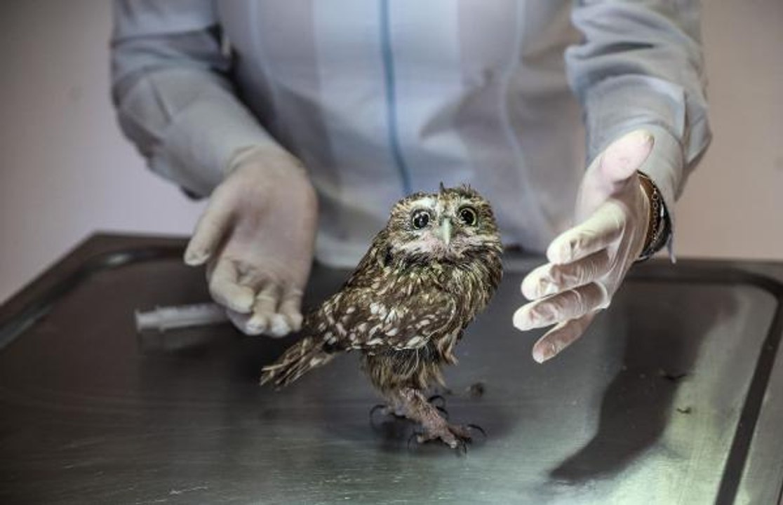 YARALI BAYKUŞ TEDAVİ EDİLDİ, DOĞAYA SALINACAK