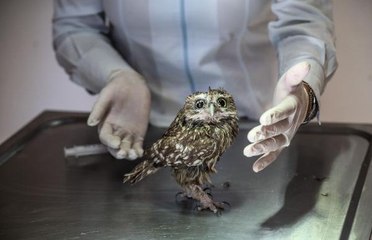 YARALI BAYKUŞ TEDAVİ EDİLDİ, DOĞAYA SALINACAK