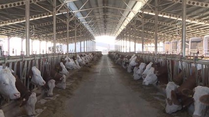 Üretilen sütün 4'te biri hastalıktan ari işletmelerden elde ediliyor