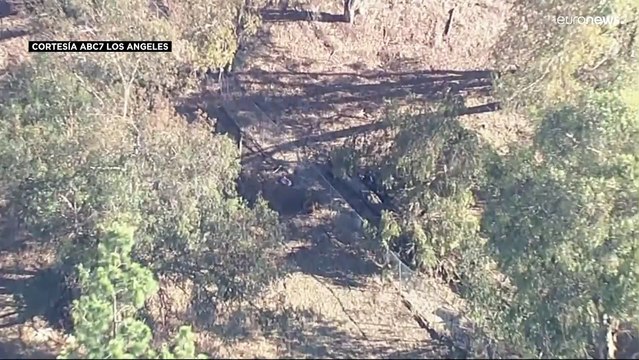 Un oso Yogui se pasea por una zona residencial en California