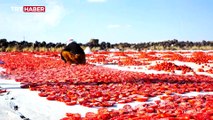 Müzik öğretmenleri domates tarlasında işçilerle klip çekti