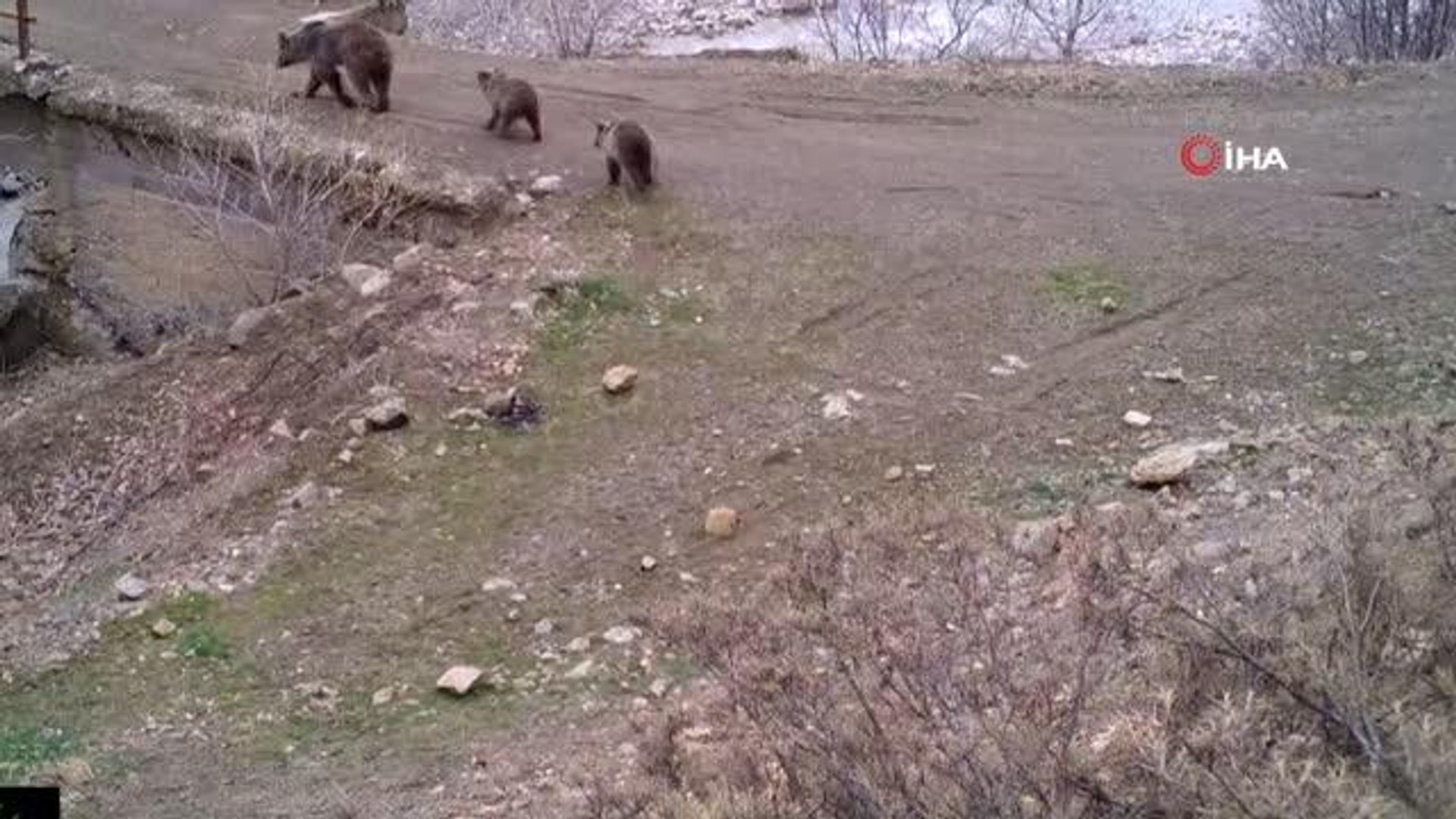 Bingöl'de yaban hayatı fotokapanlara yansıdı