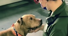 Floride : un chien âgé dont personne ne voulait a enfin été adopté après avoir passé 200 jours au refuge