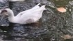 Pet Ducks Swimming Video | Hungry Ducks | Kingdom Of Awais