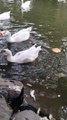 Pet Ducks Swimming Video | Hungry Ducks | Kingdom Of Awais