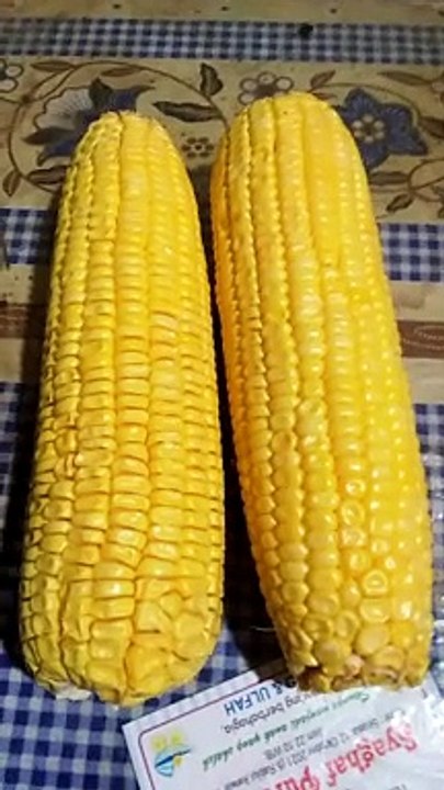 jagung