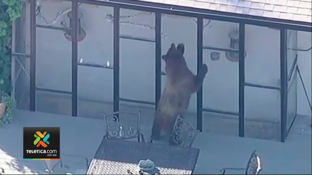 tn7-oso-se-pasea-por-zona-residencial-en-california-281021