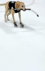 Ice Skating Dog Tap Dances Across Arena