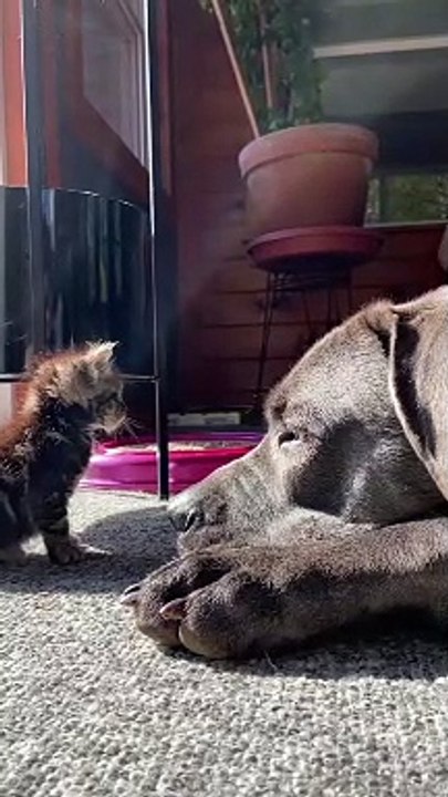 Large Dog Shows Love to Tiny Kitten
