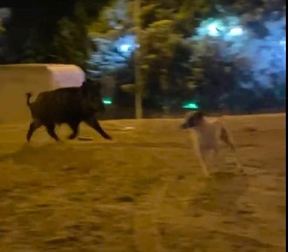 MAHALLEYE İNEN YABAN DOMUZU, KÖPEKLERİ KOVALADI