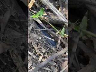 Sneaky Red Belly Black Snake Hides in Riverbank