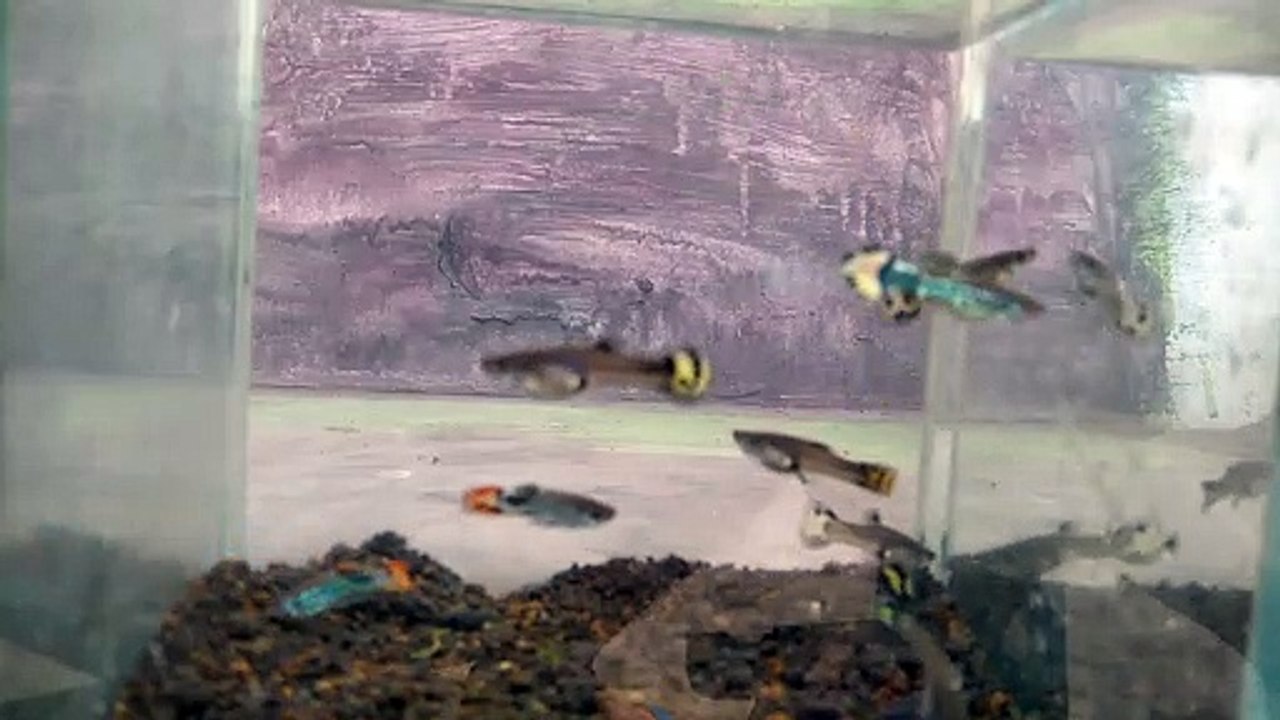 Ikan Guppy Remaja