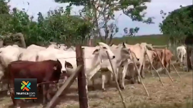 tn7-mas-de-17-mil-cabezas-de-ganado-perdidas-281021