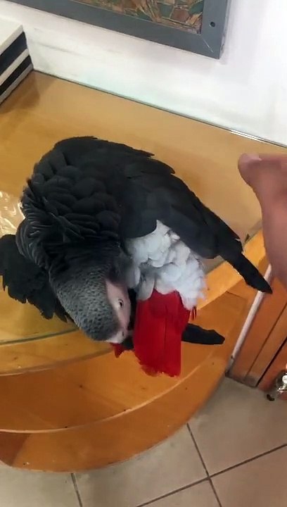 African grey parrot