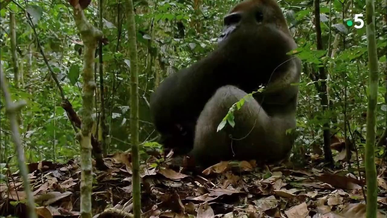 Singes du monde