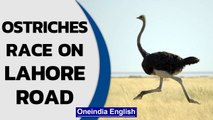 Ostriches run on Lahore road, bizarre scene amuses commuters: Viral video | Oneindia News