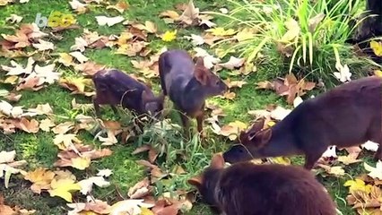 Adorable Pudu Captures Our Hearts All the Way From Germany