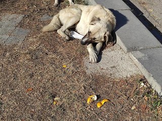 TAVUK CİĞERİ VERİLEREK ZEHİRLENEN KEDİ VE KÖPEK ÖLDÜ