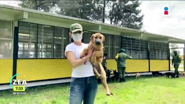 Los Perritos de Santa Lucia , refugio para perritos en el AIFA