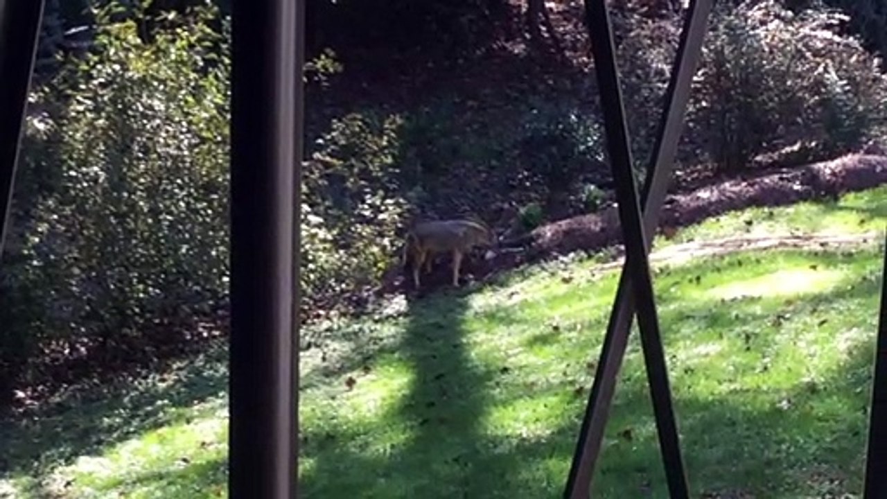 Coyote Comes Close to Rottweiler - video Dailymotion