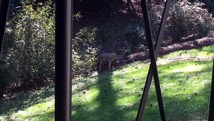 Coyote Comes Close to Rottweiler