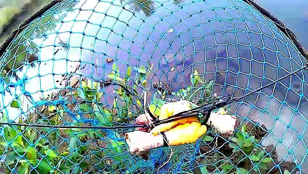 Crabs and fishes in a trap. How to catch crabs