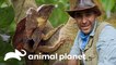Encontro com dragão d'água oriental | Encontro Selvagem com Coyote Peterson | Animal Planet Brasil