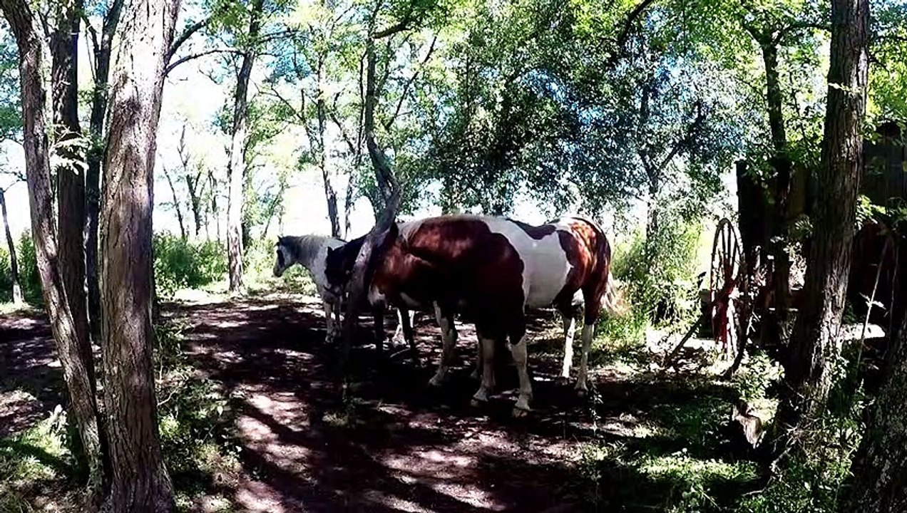 Hermosos caballos - Sonidos de la Naturaleza | Matías HD