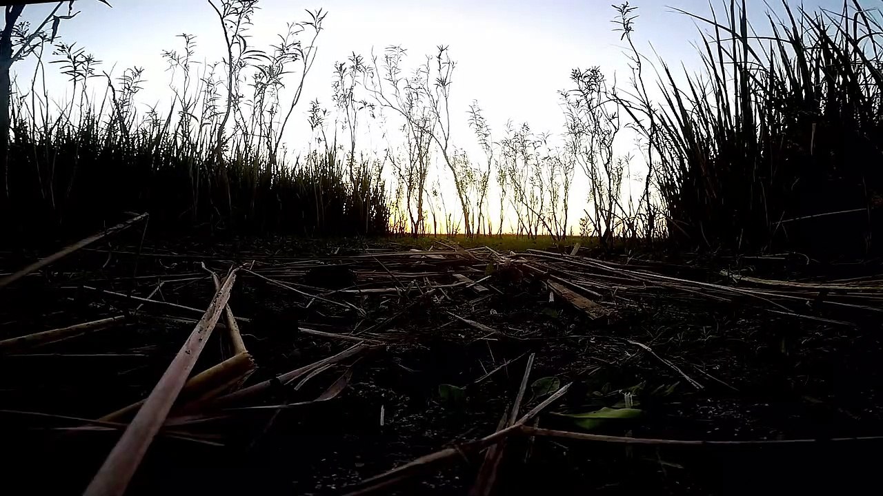 Dia Soleado en el Campo - Sonidos de la Naturaleza  | Matías HD